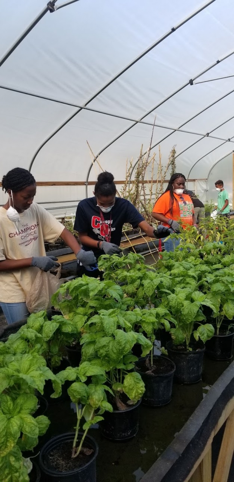 Youth pruning trees in the greenhouse